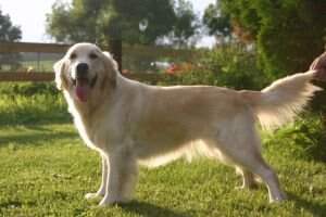 Annie A Golden Dearie