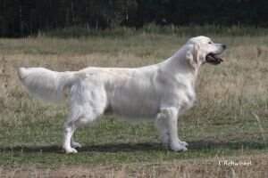 Frampton of Graceful Delight