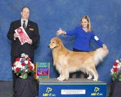 GCHS CH CH De La Vega Heir Apparent MBVIS GCHS CH CH De La Vega Heir Apparent MBVIS