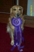 SR Gaylan's S.P.arkler of Gold UDX5 OGM