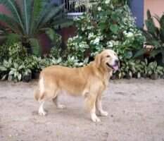 Golden Castle's Tekila