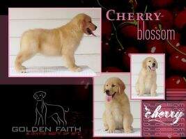 Faith's Blossom Cherry
