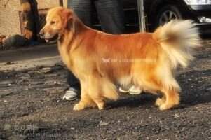 A-Cappuccino of Yue Ming Kennel