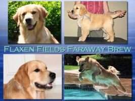 Flaxen Fields Faraway Brew