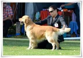 Ch Naragold Colour Me Gold for Mochavulin Ch Naragold Colour Me Gold for Mochavulin