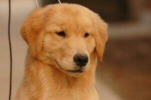 Kandia of Superstar Kennel