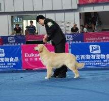 Karlo of Hai Run Kennel(FCI)