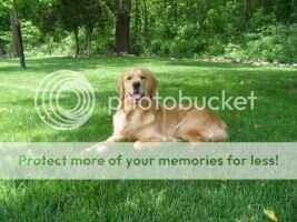Graceland's Sweet Buttercup