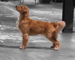 UKC CH Elmcreeks Magic Carpet Ride BVISS