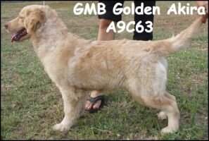 GMB Golden Akira