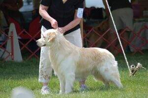 Beau Geste Joyful and Triumphant