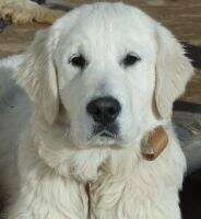 Int'l Nat. Ch.(USA) Whitegold's Maggie Of Klondike
