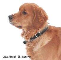 Guide Dogs' Lavette