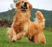 Anuo of Ding Ding Pet Kennel