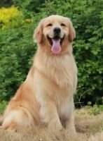 Balder of Jin Se Qiu Tian Kennel