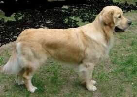 Sirius Guinness Sirius Guinness