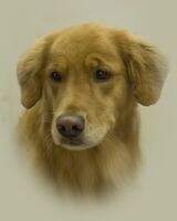 Celebration Brown Eyed Girl CGCA