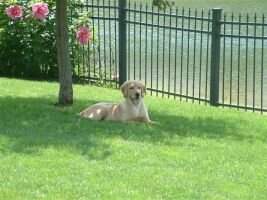 Eberly's Irish Golden Girl RN CCA