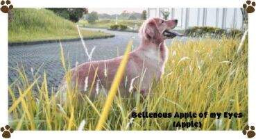 Bellenous Apple of My Eyes