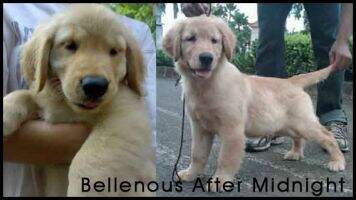 Bellenous After Midnight