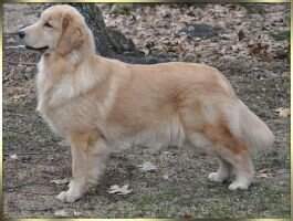 Kelore Sparkles At Goldreams