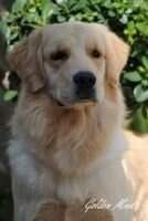 Mex CH Golden Trip Alpha Blondie