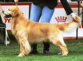 (puppy A B) Lookingood Mexico Lindo
