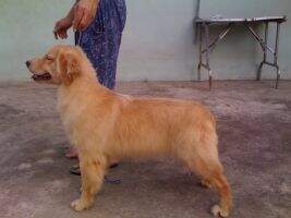 Golden Army's Piper
