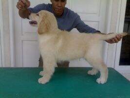 Golden Glorious Chelson Golden Glorious Chelson