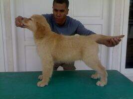 Ina Ch Golden Glorious Caroline
