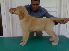 Golden Glorious Carlisa
