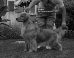 E Mengnuolisha of jinsedingsheng kennel