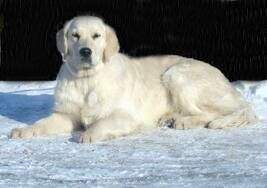 CH. Of Russia, Jr. Champion of Russia Riviera Iz Stolitsy Urala CH. Of Russia, Jr. Champion of Russia Riviera Iz Stolitsy Urala