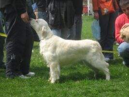Srb Dina (Swanavly San Francisco x Aida) Srb Dina (Swanavly San Francisco x Aida)