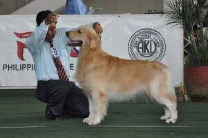 MBVIS Ph HOF Ph Ch Overlake 'N Goslings Twins No Skeptic At Zippidee GSOM
