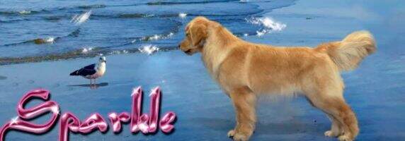 UKC.Int'l.Nat'l.Ch. Sunwind's Spitfire!