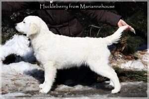 Huckleberry from Mariannehouse