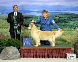 CH Maximus Golden Trip American Folklore