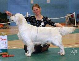 & Swe Ch Lux Ch. Fenwood Libertine Glitters Saarbr?cken 2010 Giessen 2010