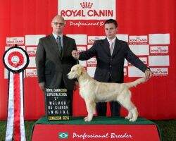 Ch.Inicial Ch.Filhote Golden Sunshine's Gorca Abby