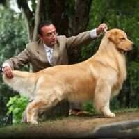MBIS MBISS Br CH&GCH/PanAm CH&GCH/Can CH/Ina CH Golden Sunshine Blue MBIS MBISS Br CH&GCH/PanAm CH&GCH/Can CH/Ina CH Golden Sunshine Blue