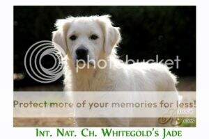 Nat. Ch. Whitegold's Jade