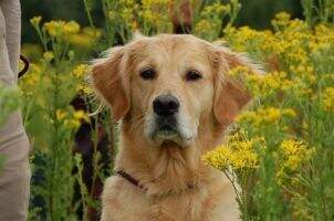 Cooper's Golden Amiga Miley