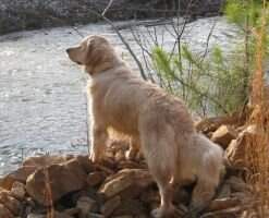 Laci's Belle On Goldenfield
