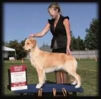 Nat'l & Int'l Puppy Ch. Mica Peak's Fergielicious CCA Nat'l & Int'l Puppy Ch. Mica Peak's Fergielicious CCA