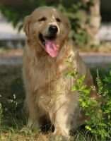 A Karen of Superstar Kennel
