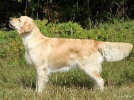 Grace Swiftwit of Kinsales Spirit