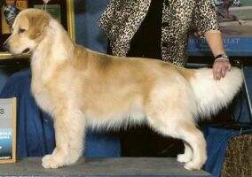 U-CH Eldorado's Big Skye Montana