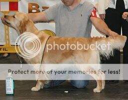 Vice VWW'18 BVISS SPA/INT/GBZ CH Vet CH Toscana Moon de Ria Vela to Grey Goose TOP RETRIEVER IN SPAIN 2011 & 2017 Vice VWW'18 BVISS SPA/INT/GBZ CH Vet CH Toscana Moon de Ria Vela to Grey Goose TOP RETRIEVER IN SPAIN 2011 & 2017