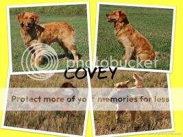 1DrDogs Rocket N the Covey 2Nite WCI AGXS AGXJS IPS RA 1DrDogs Rocket N the Covey 2Nite WCI AGXS AGXJS IPS RA